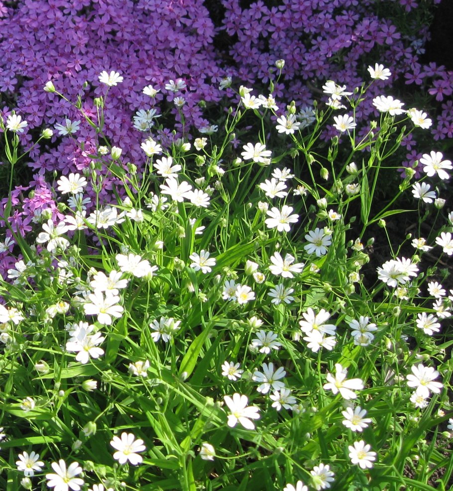 Звездчатка ланцетовидная