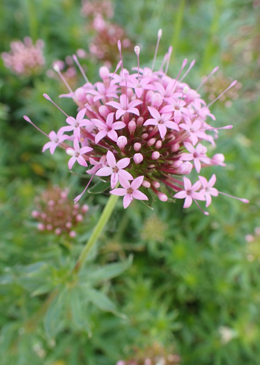 Фуопсис длинностолбиковый