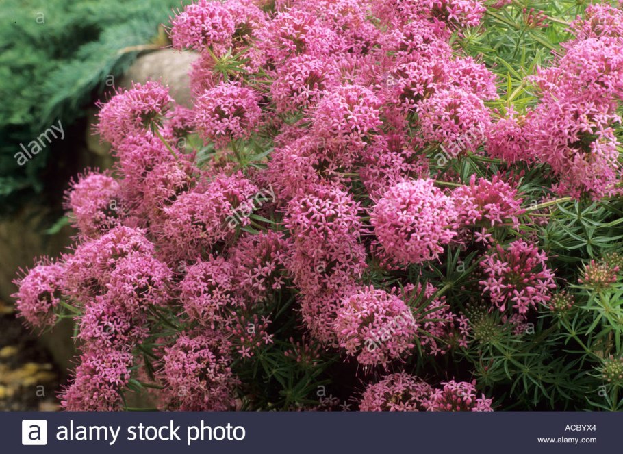 Как выглядит цветок Фуопсис