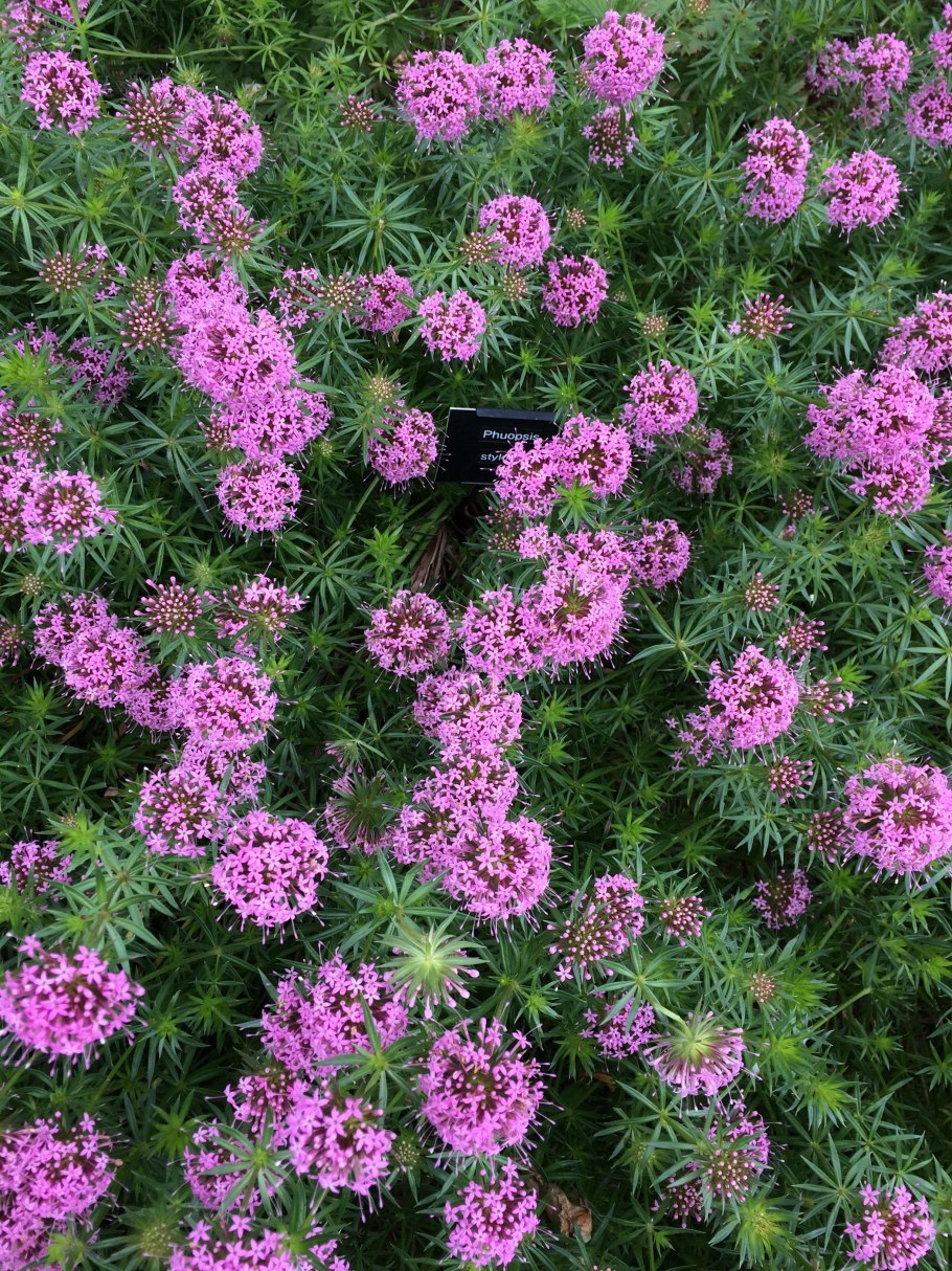 Фуопсис длинностолбиковый "purpurea"