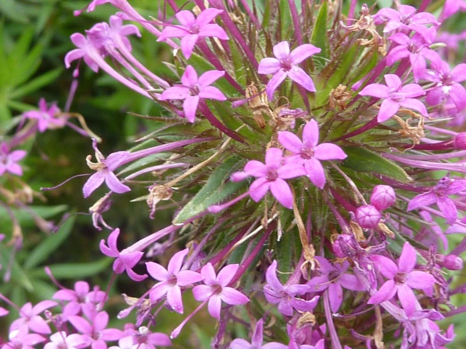 Мареновые (rubiaceae)