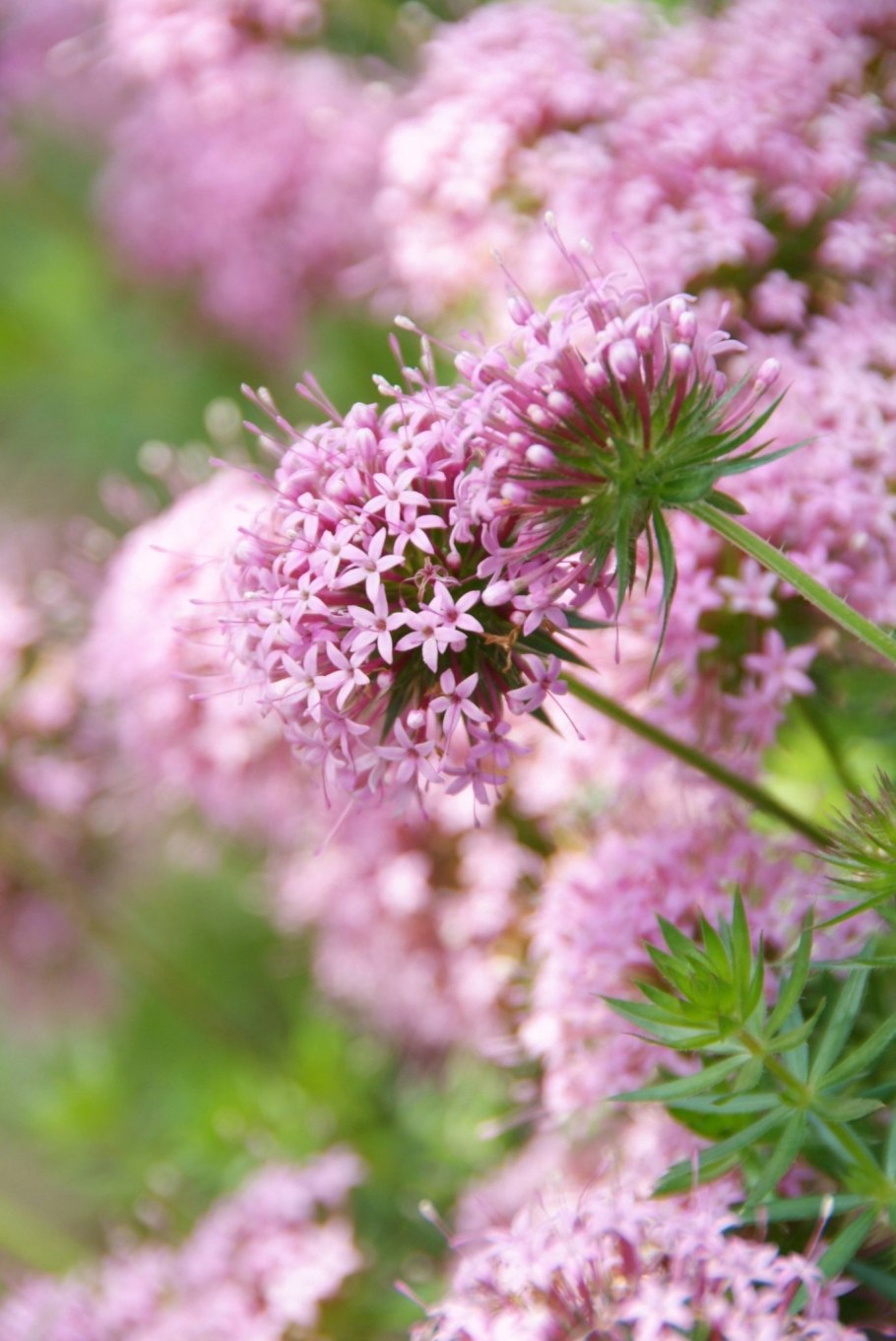 Цветок Фуопсис