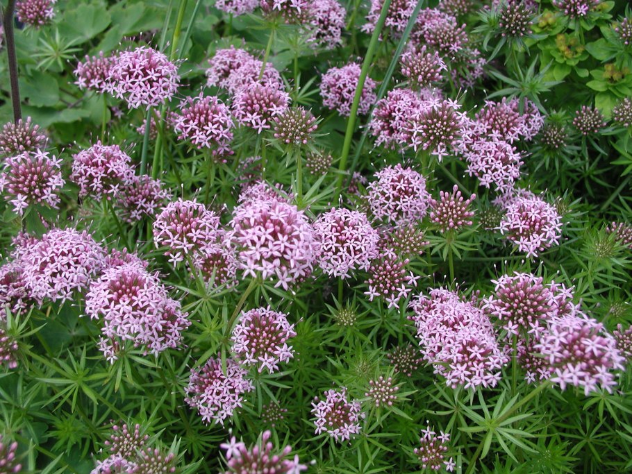 Фуопсис длинностолбиковый