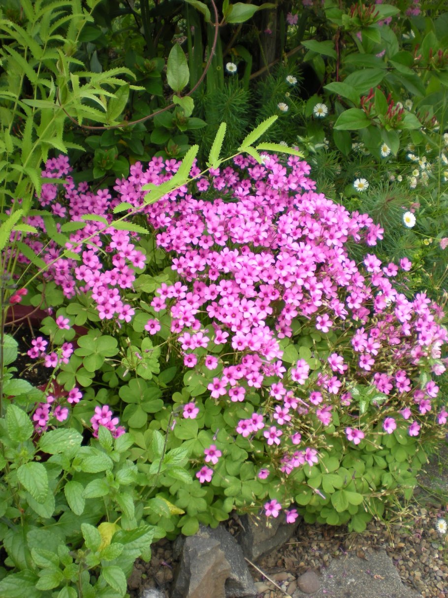 Фуопсис многолетник