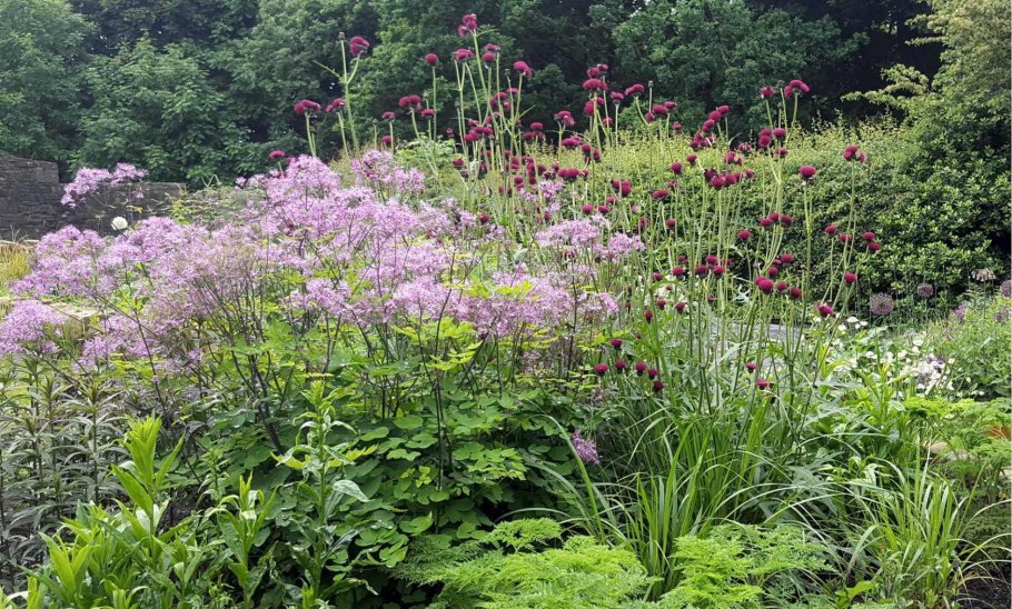 Василистник блэк стокингс