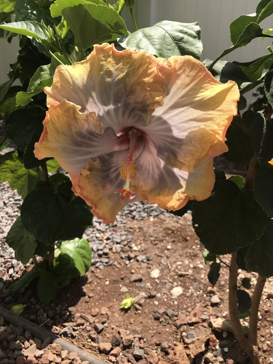 Hibiscus Rosa-sinensis variegata