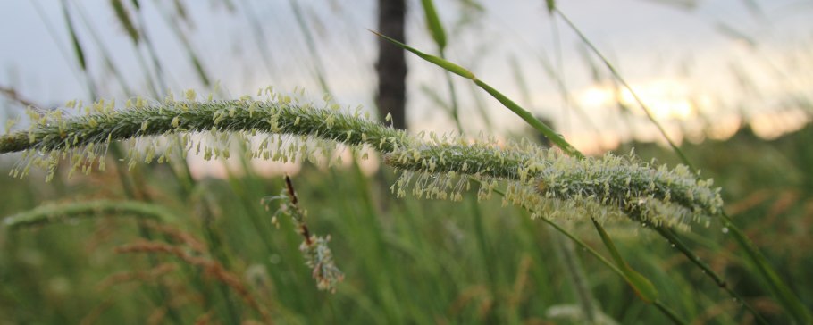 Щетинник сизый - setaria glauca