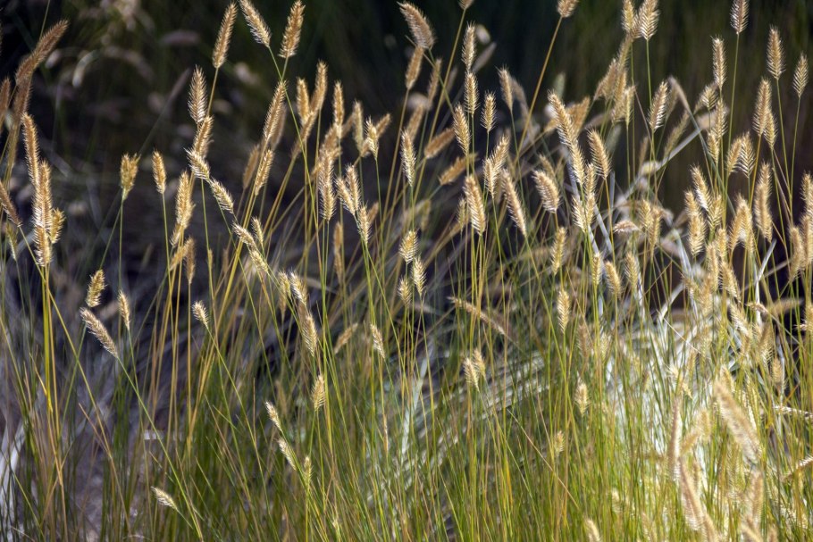 Житняк гребневидный agropyron pectinatum