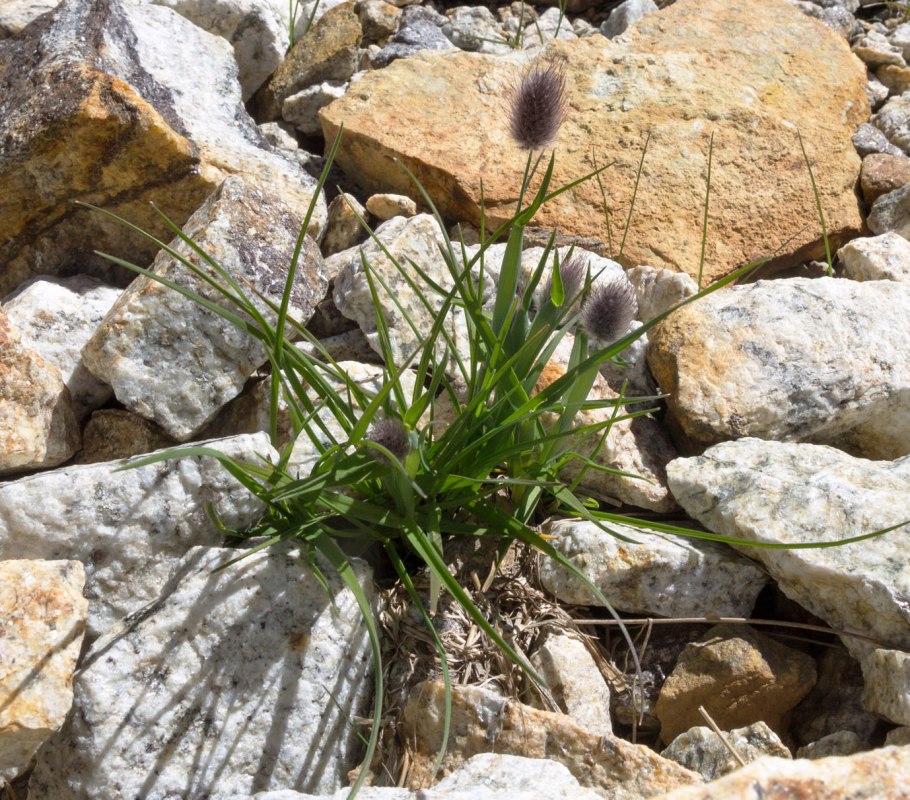 Лисохвост альпийский