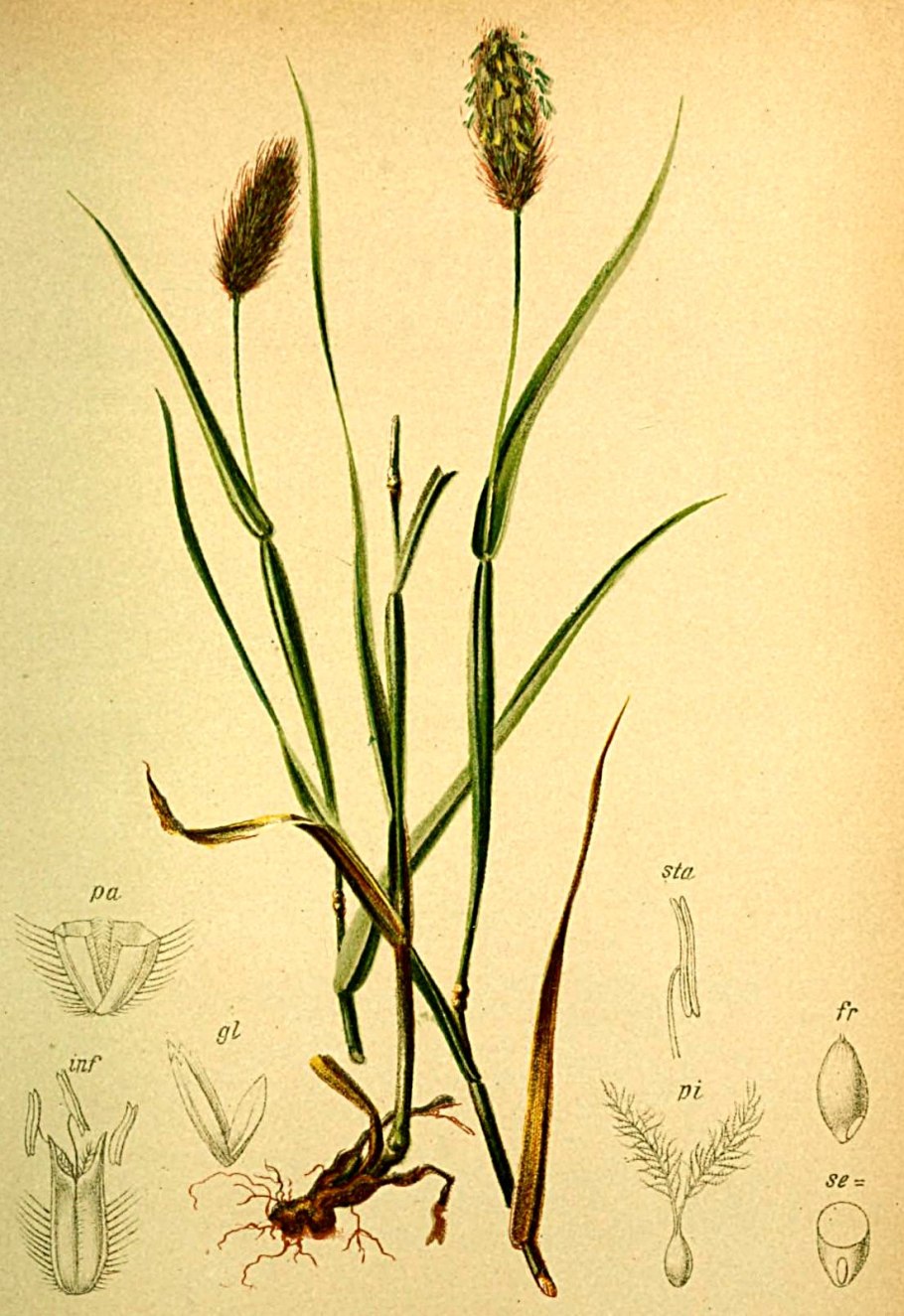 Phleum alpinum