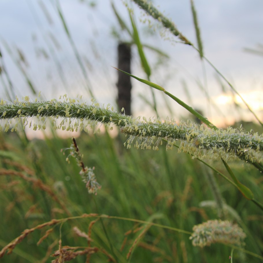 Лисохвост луговой alopecurus pratensis