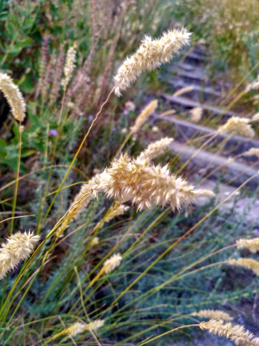 Лисохвост альпийский