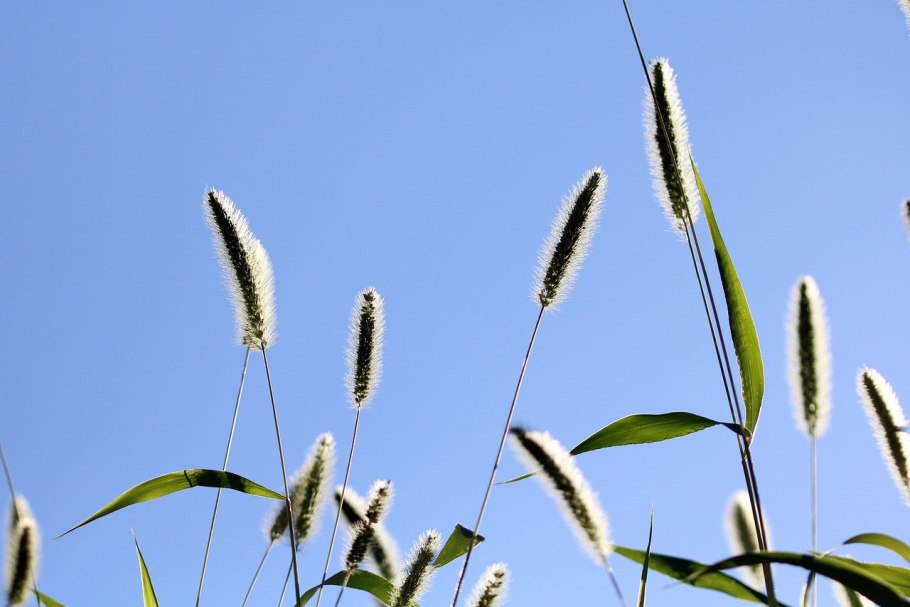 Лисохвост Луговой (Alopecurus pratensis ‘Aureovariegatus’)