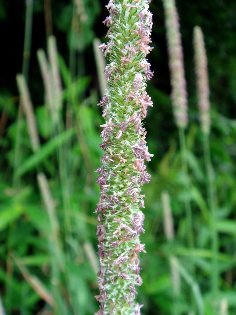 Phleum pratense