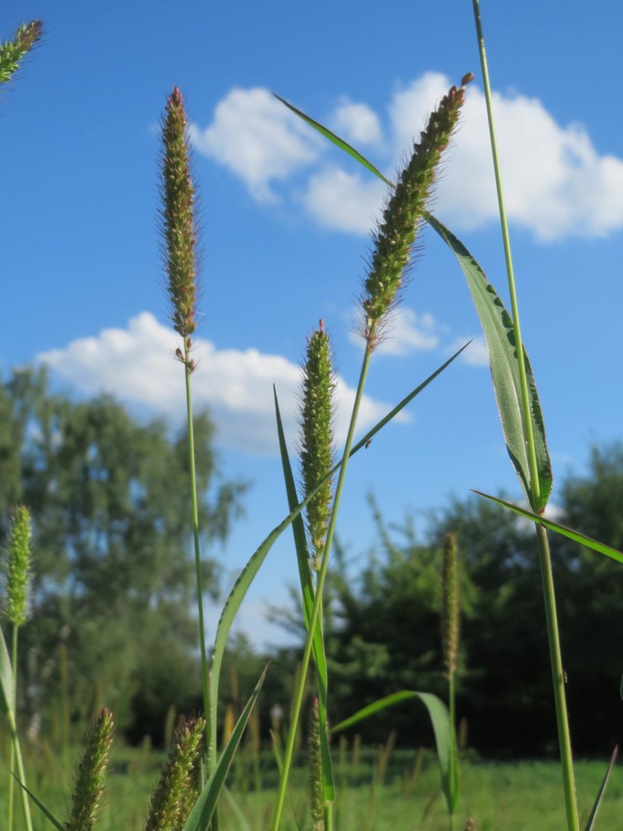 Лисохвост Луговой (Alopecurus pratensis).