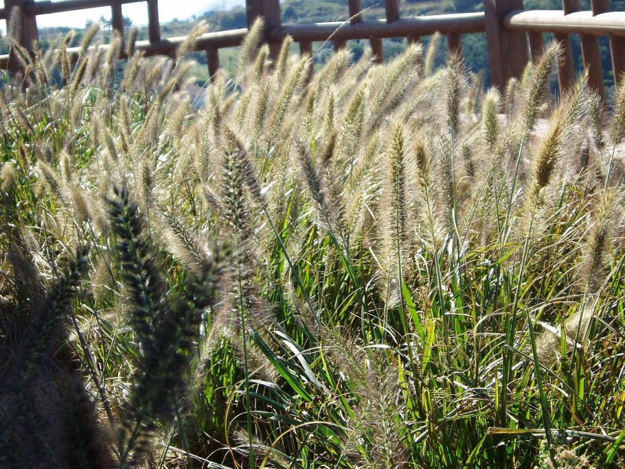 Pennisetum alopecuroides
