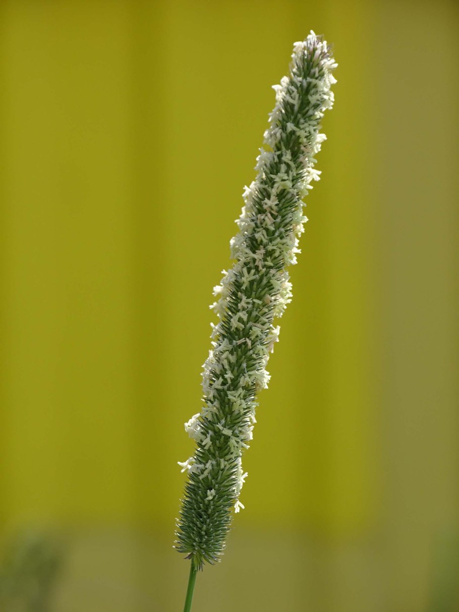 Phleum pratense