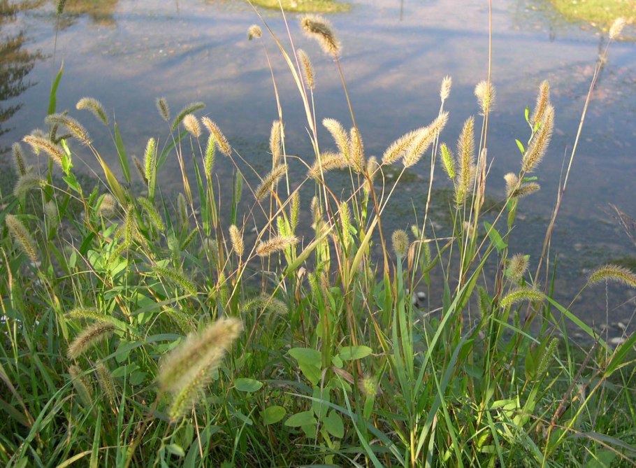 Лисохвост луговой alopecurus pratensis