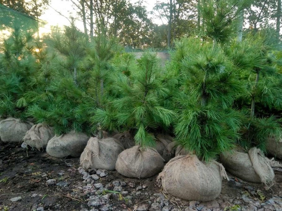 Сосна Кедровая Сибирская Росток
