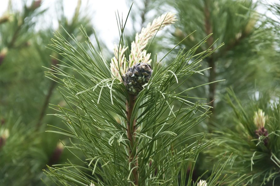 Росток кедрового орешка