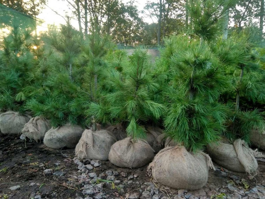 Сосна кедровая сибирская