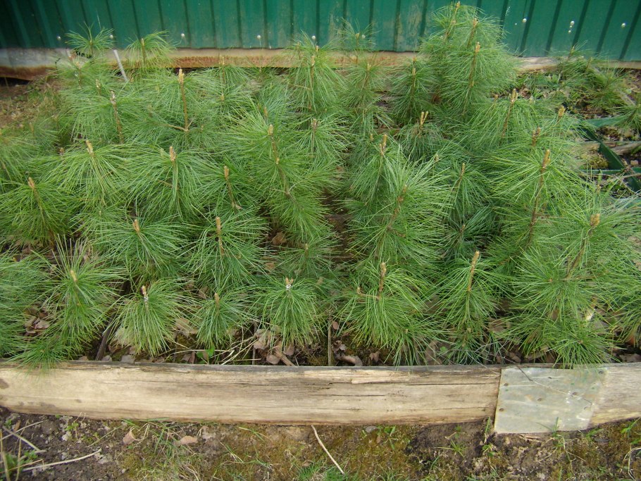 Гифка растущего кедра