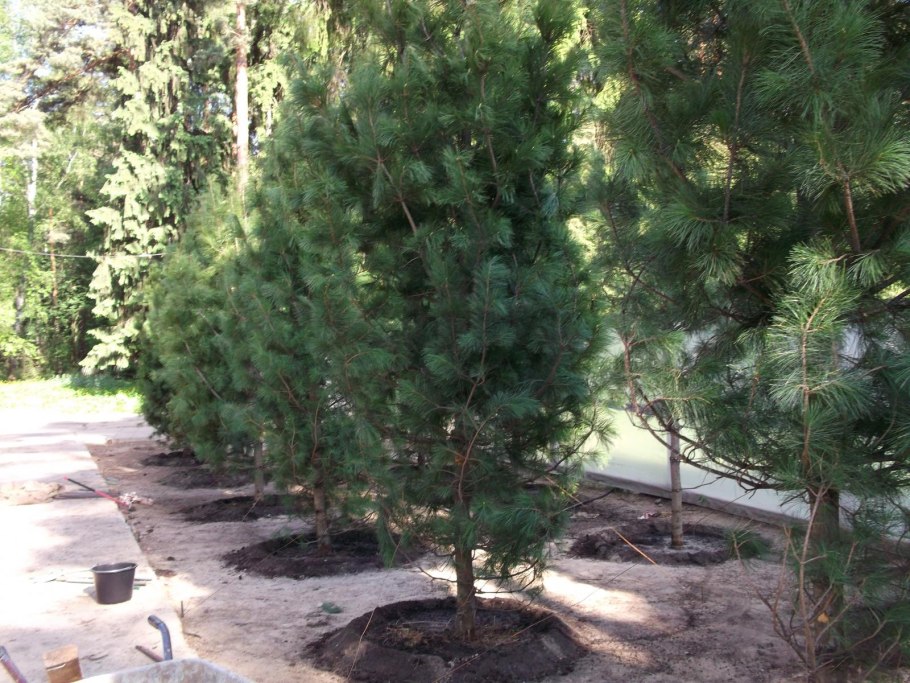 Сосна кедровая сибирская сеянцы