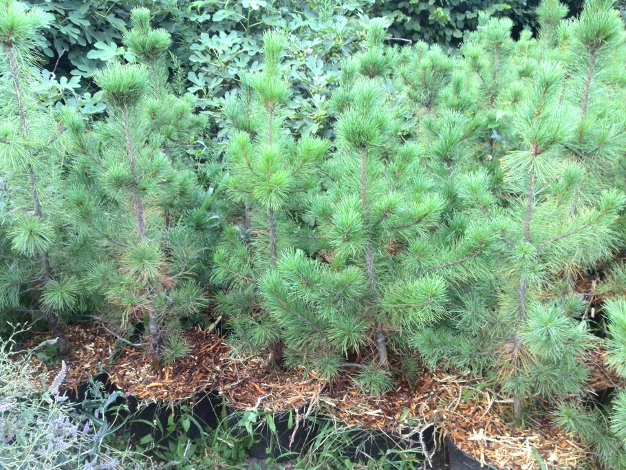 Сосна кедровая сибирская сибирский кедр сеянец