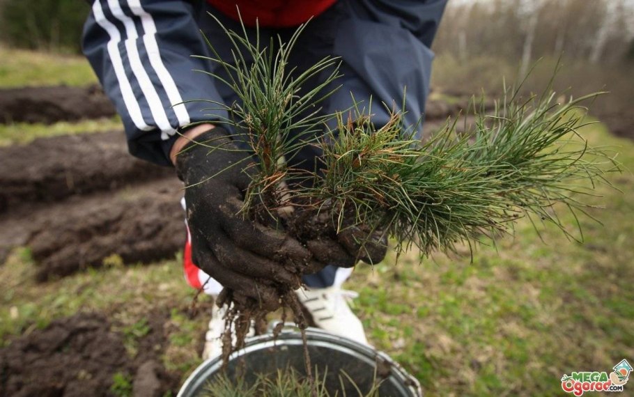 Саженцы кедр (сосна Сибирская)