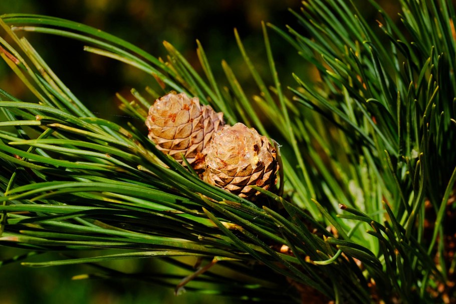 Кедр сибирский хвоинки
