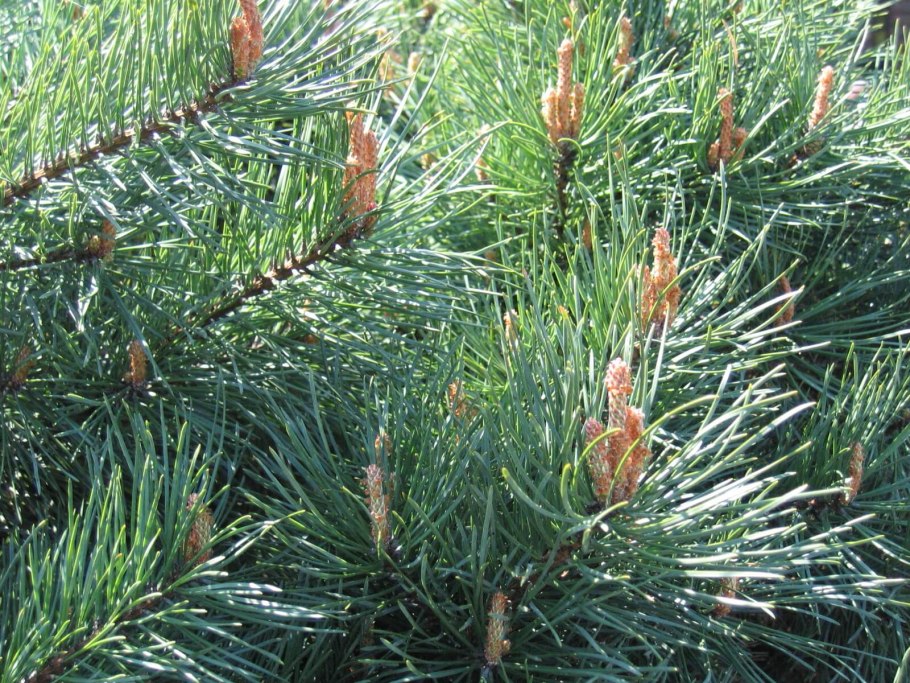 Сосна обыкновенная pinus sylvestris