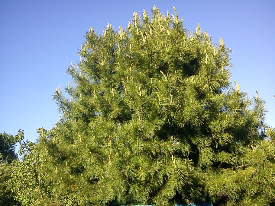 Росток кедра Сибирского