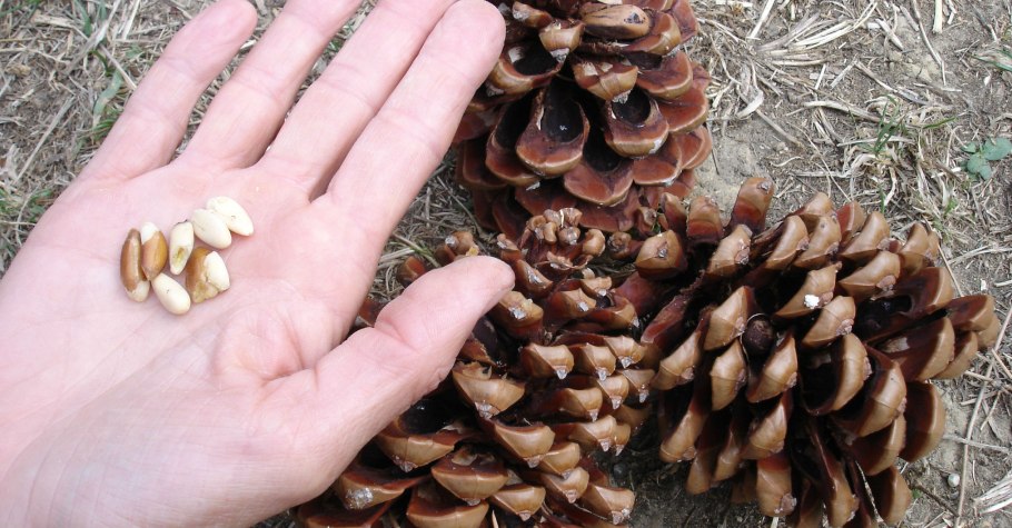 Сибирский кедр орехи кедровые