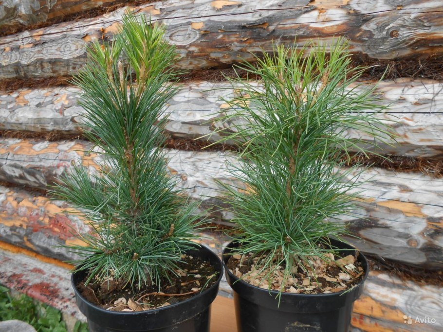 Сосна Кедровая Сибирская Сибирский кедр сеянец