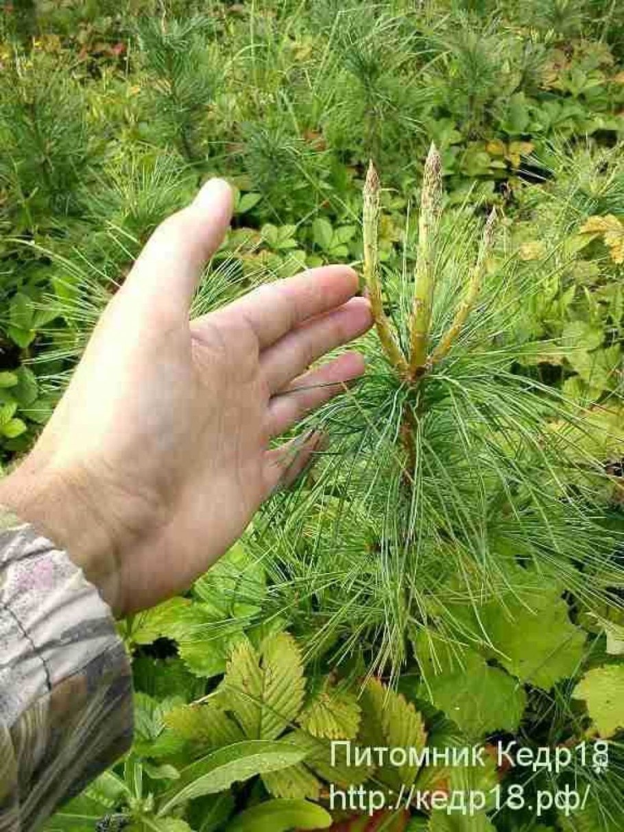 Сибирский кедр скорость роста