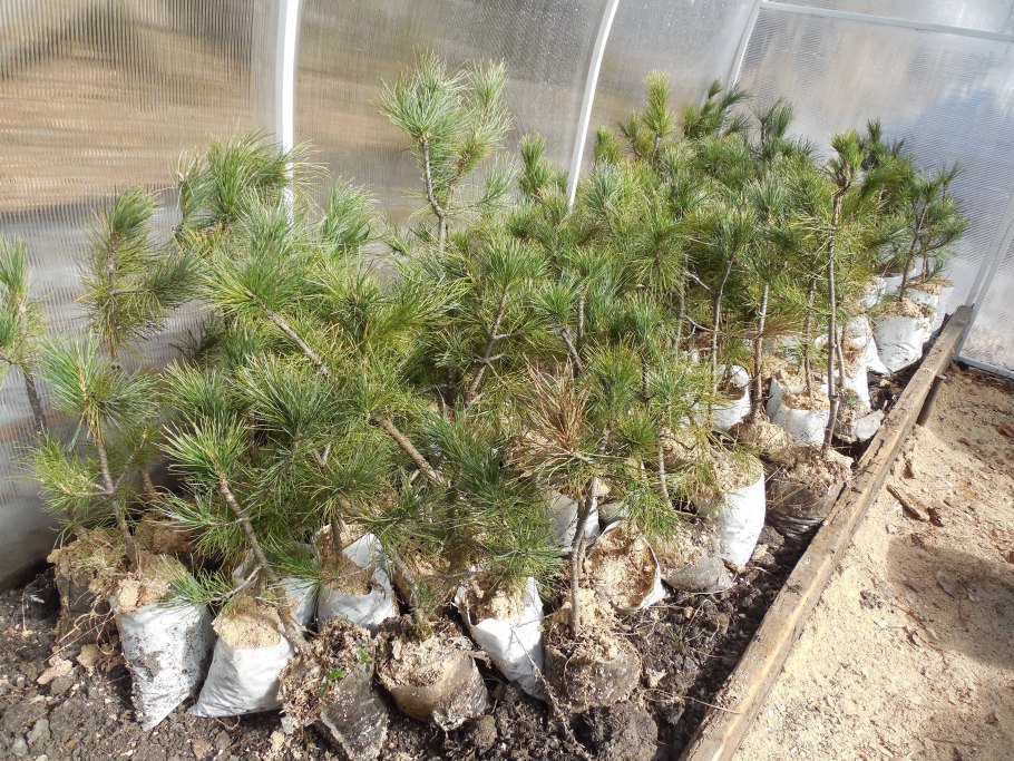 Сосна Кедровая Сибирская (плодоносящая)