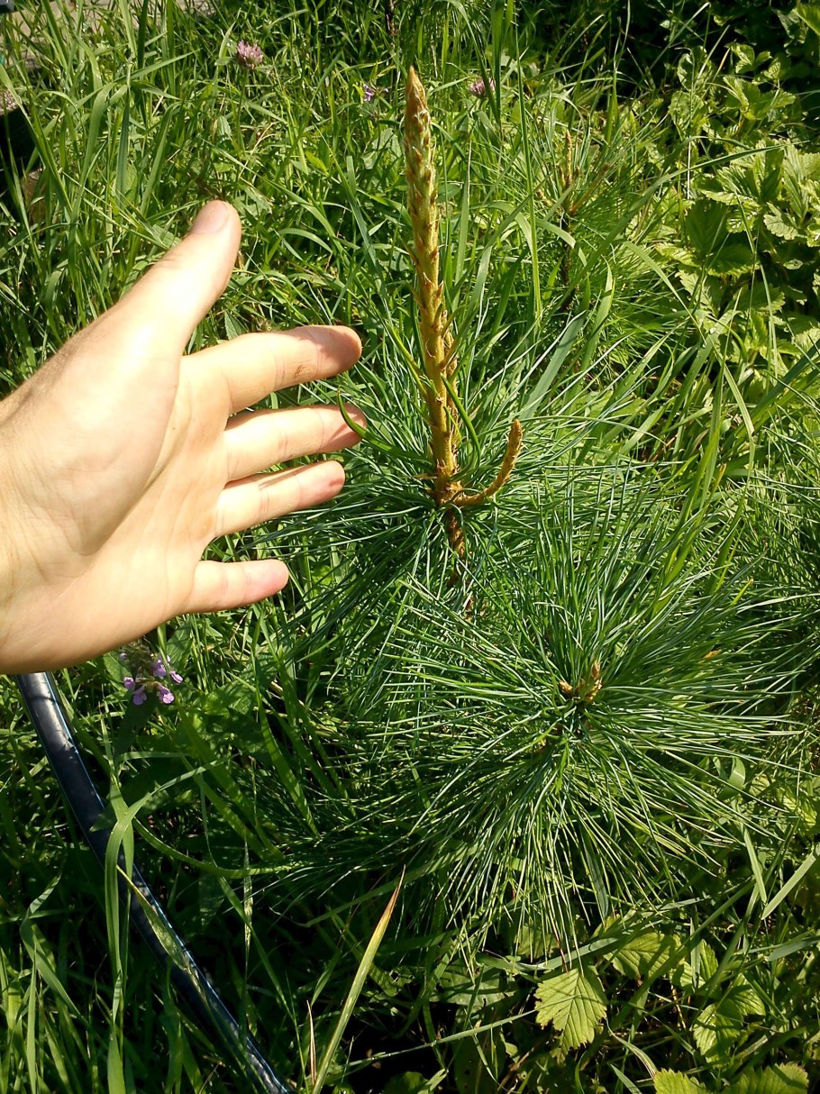 Кедр Сибирский высажены