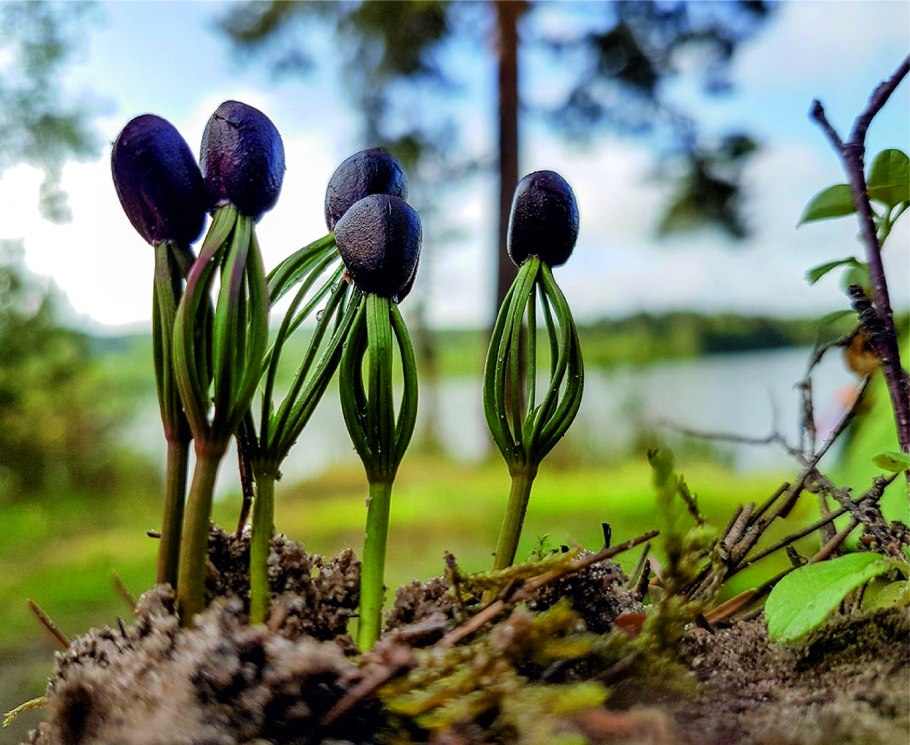 Кедр сибирский прорастить