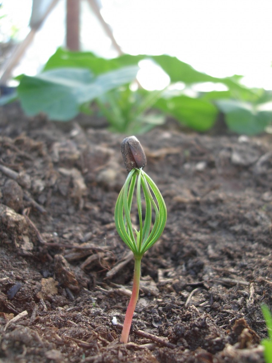 Росток кедра Сибирского