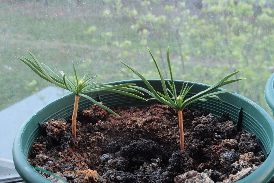 Посадка деревьев кедра