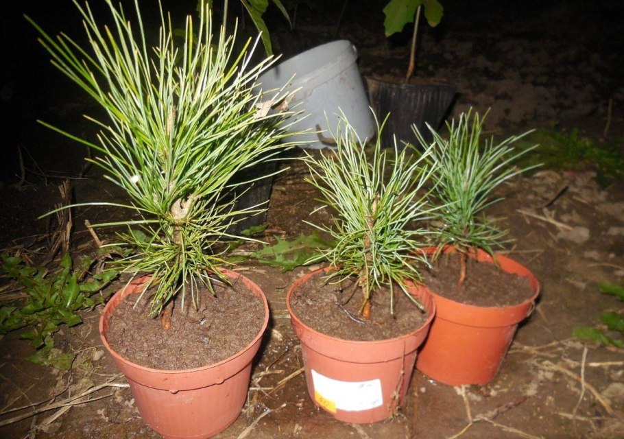 Кедр плодоносит