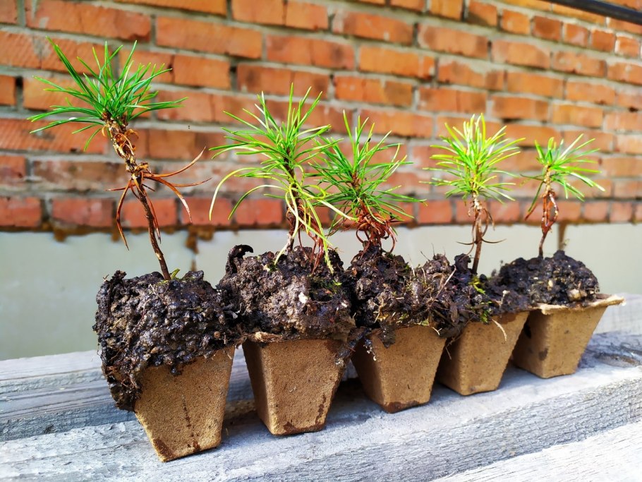 Сеянцы кедра