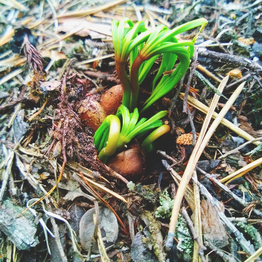 Росток кедра сибирского