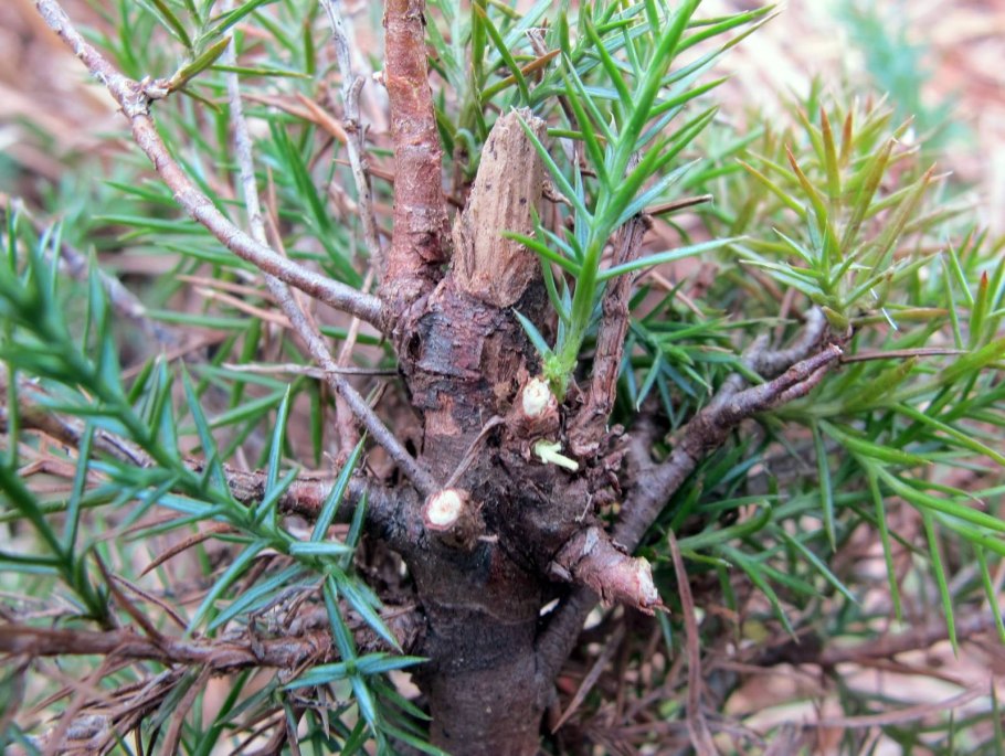 Сосна Кедровая Сибирская Сибирский кедр сеянец