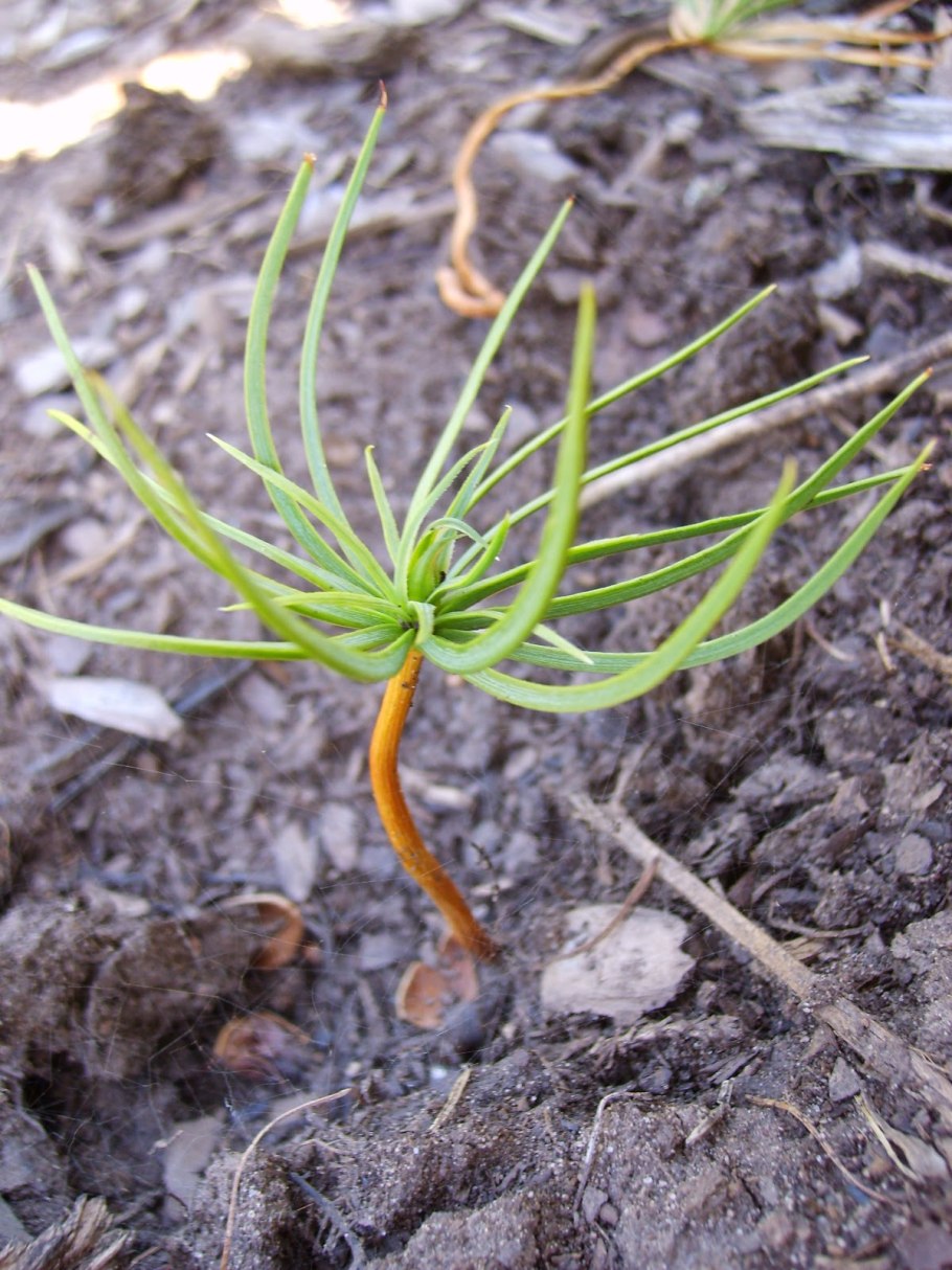 Кедр сибирский росточек