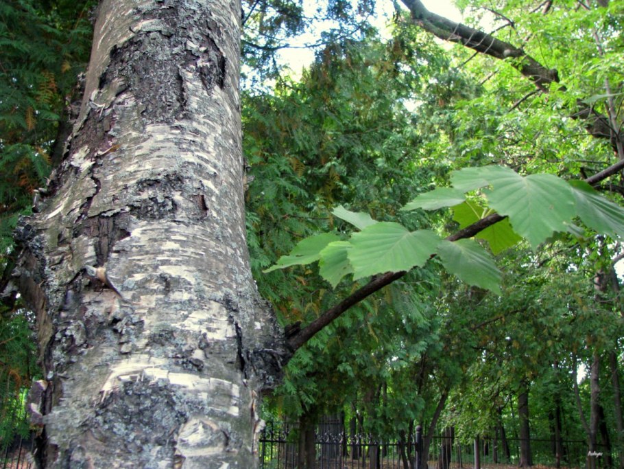 Цветки березы