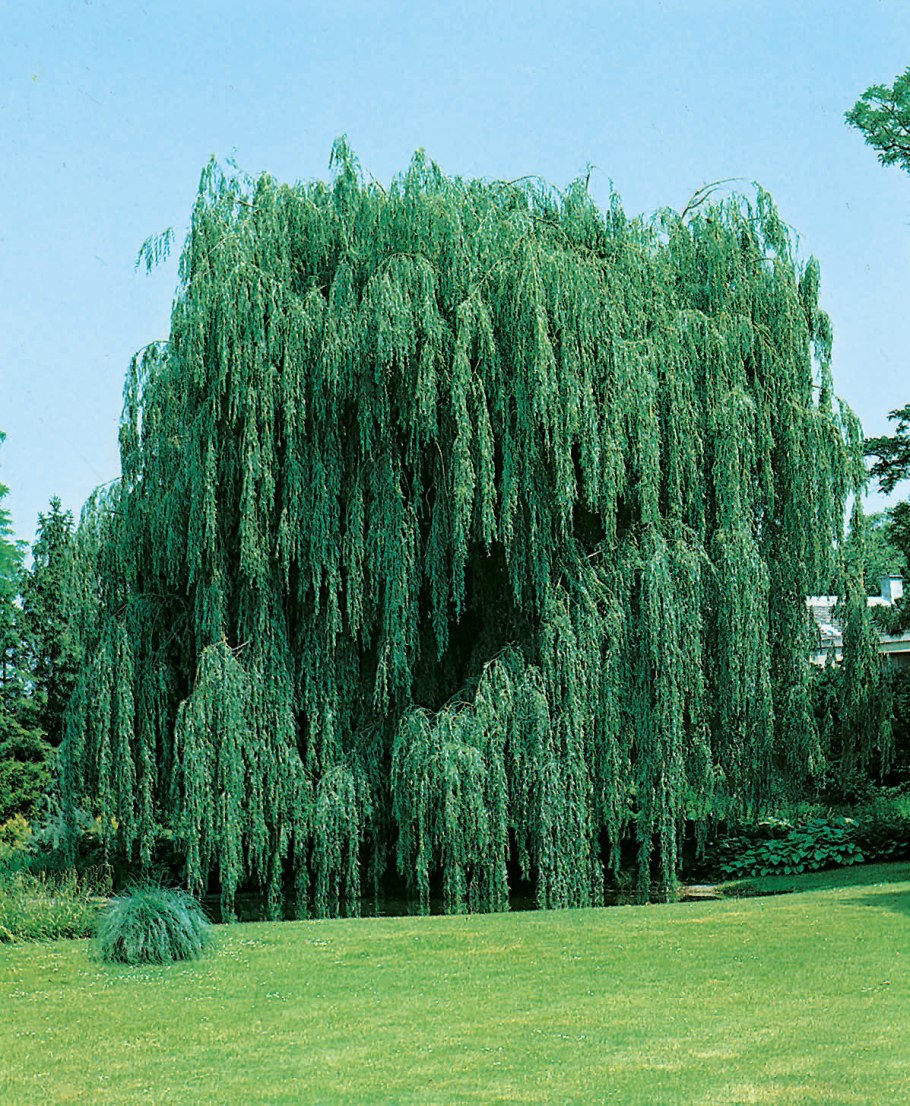 Береза повислая Betula pendula Roth