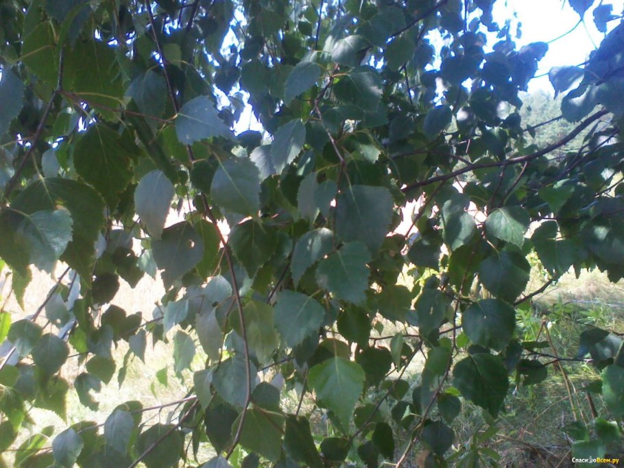 Береза повислая летом