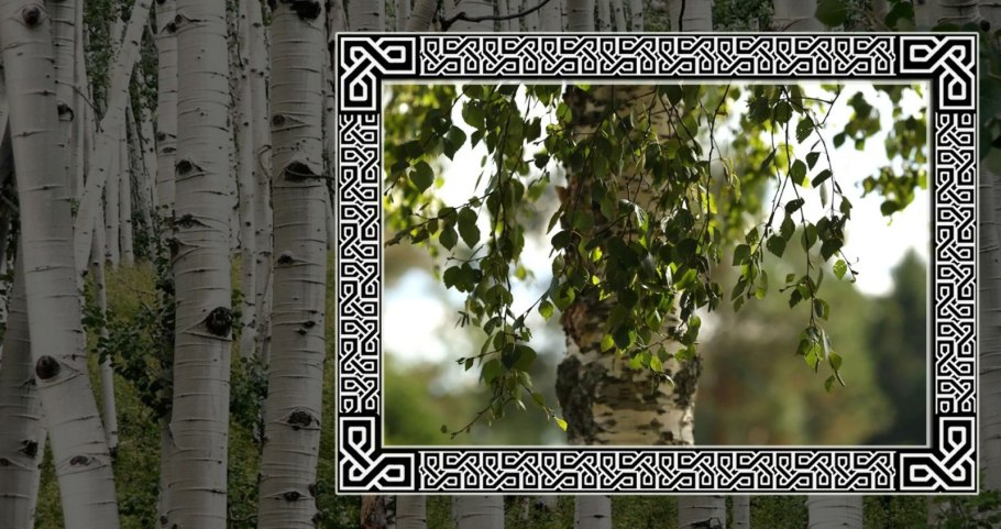 Берёза повислая далекарлийская