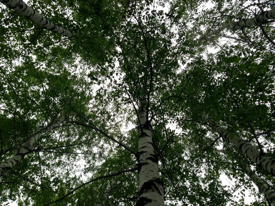 Боровое Танцующие березы